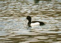 댕기흰죽지 Tufted Duck Aythya fuligula