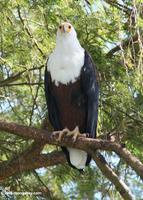 African fish eagle