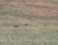 Great Bustard (Otis tarda)