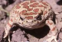 : Bufo mauritanicus; Mauretanian Toad