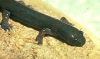 : Dicamptodon copei; Cope's Giant Salamander