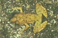 : Eleutherodactylus sp.