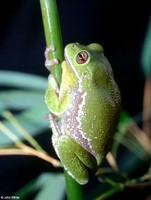 : Hyla gratiosa; Barking Treefrog