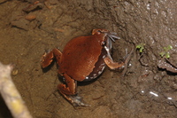 : Hypopachus variolosus; Sheep Frog