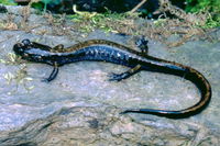 : Plethodon dunni; Dunn's Salamander