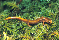 : Plethodon vandykei; Van Dyke's Salamander