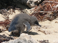 : Eudyptula minor novaehollandiae; Little Penguin