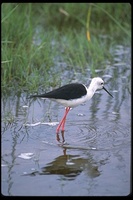 : Himantopus himantopus; Black Winged Stilt