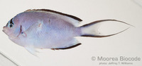 : Genicanthus watanabei