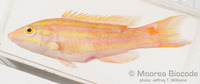 : Polylepion russelli