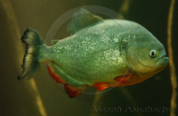 : Pygocentrus nattereri; Red-breasted Piranha