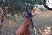 : Alcelaphus buselaphus caama; Red Hartebeest