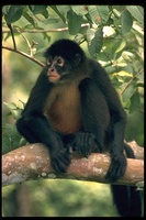 : Ateles sp.; Red Spider Monkey