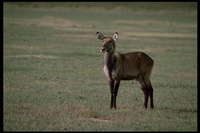 : Kobus defassa; Defassa Waterbuck