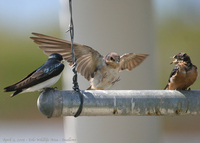 : Tachycineta bicolor; Tree Swallow