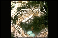 : Toxostoma lecontei; LeConte's Thrasher