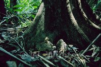 : Bothrops marajoensis or bothrops atrox; Common, Marajo Lancehead