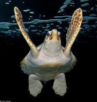 : Caretta caretta caretta; Loggerhead Sea Turtle