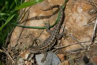 : Uta stansburiana elegans; Western Side-blotched Lizard