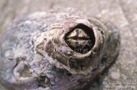 : Balanus nubilis; Giant Acorn Barnacle;