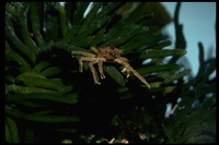 : Pugettia sp.; Kelp Crab