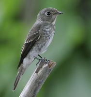 Dark-sided Flycatcher » Muscicapa sibirica