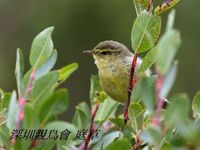 Phylloscopus affinis Tickell's Leaf Warbler 黃腹柳鶯 098-077