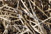 검은머리딱새 [stonechat] 암컷