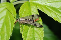 Almindelig Skorpionflue (Panorpa communis ) Foto/billede af