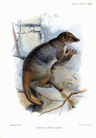 Joseph Smit Pseudochirus dahli