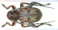 Lepromoris gibba