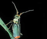 Malachius bipustulatus