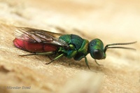 Chrysis ignita