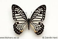 Graphium delessertii