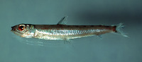 Argentina striata, Striated argentine: fisheries