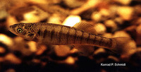 Fundulus zebrinus, Plains killifish: aquarium