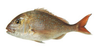 Chrysophrys auratus, Squirefish: fisheries, aquaculture, gamefish