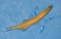 Neosalanx reganius, :