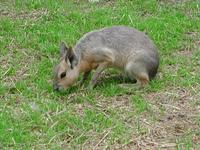 Image of: Dolichotis salinicola (Chacoan mara)