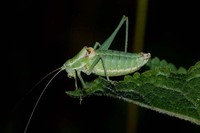 Poecilimon ampliatus