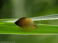 Succinea putris - European ambersnail