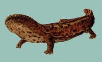 Image of: Andrias japonicus (Japanese giant salamander)