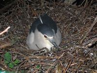 Nycticorax nycticorax nycticorax