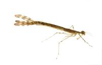 Image of: Lestes