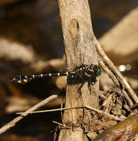 Image of: Stylurus scudderi