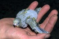 Melopsittacus undulatus - Budgerigar