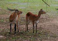 Kobus leche kafuensis - Kafue Lechwe