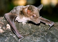 Phyllostomus discolor - Pale Spear-nosed Bat