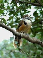 Image of: Garrulax pectoralis (greater necklaced laughing-thrush)