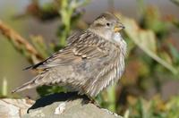 Image of: Petronia petronia (rock sparrow)